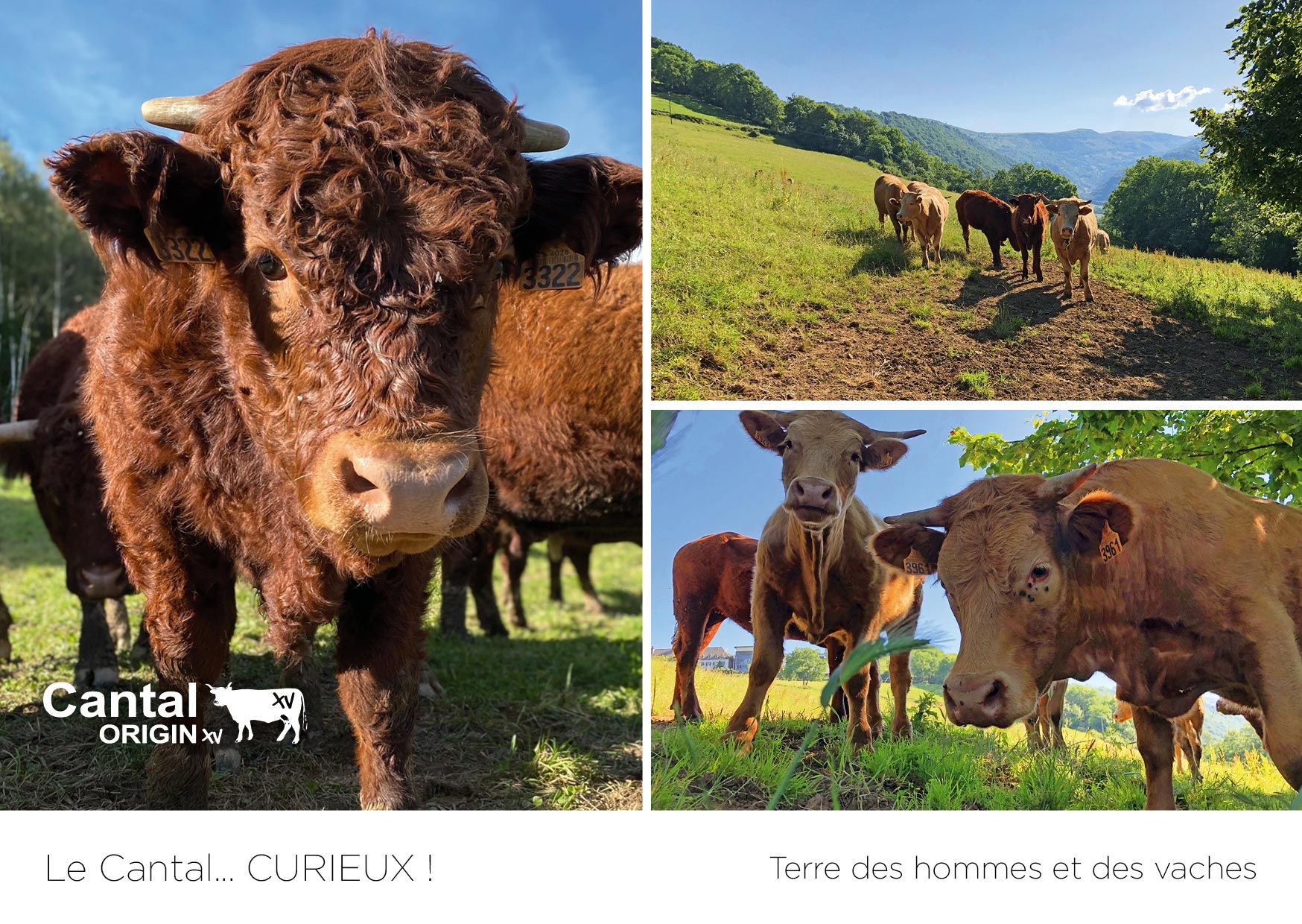 Carte postale Cantal Origin XV - une marque identitaire de promotion du Département du Cantal par ALTAprod et ANCOOR